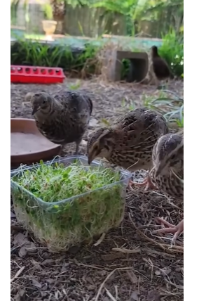 طائر نزل من السماء.. لن تصدق كيف يعالج هذه الأمراض!!