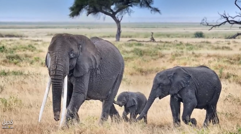 صدق أو لا تصدق الفيلة تنادي ابناءها بالأسماء!! اكتشاف علمي 2024 حول الفيلة