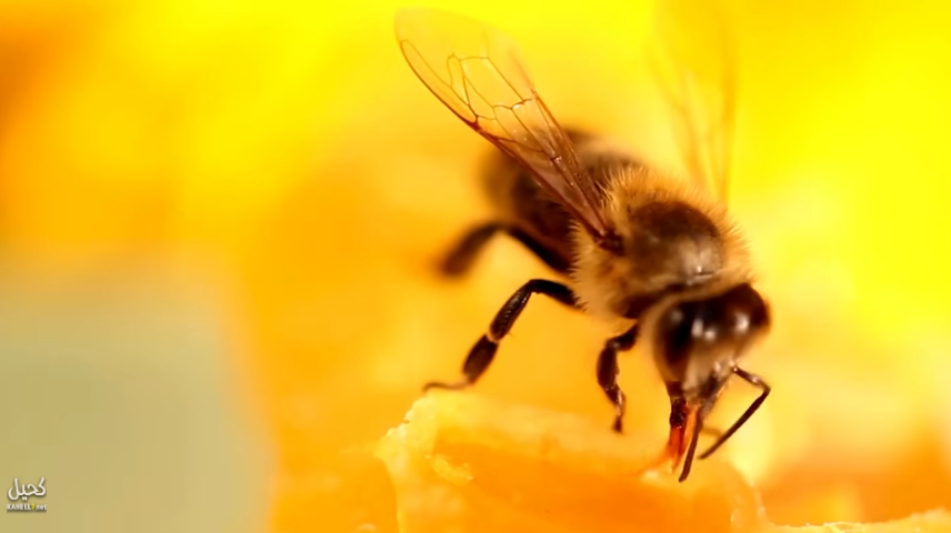 معجزة كبرى في القرآن الكريم.. إعجاز مذهل في سورة النحل!