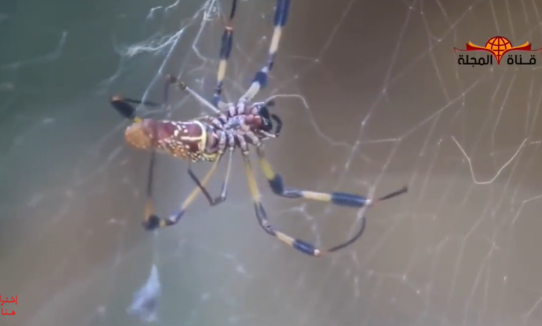 لماذا ذُكر العنكبوت بصيغة أنثى في القراَن مع انه مذكراَ ؟؟... معجزة أذهلت علماء الحشرات في العالم