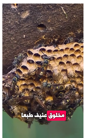 عالم الدبابير الخطير..! لن تتخيل ماذا يحدث إذا اختفت هذه المخلوقات!!