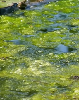 العمود الفقري للحياة على الأرض!! ماذا يحدث إذا اختفى هذا الكائن؟